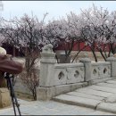 산이화
