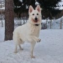 강아지와 고양이 이미지