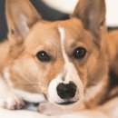 레알피부전문동물병원 이미지