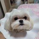 센트럴 동물메디컬센터 | 전북 전주의 믿음직한 반려동물 의료 서비스, 센트럴동물메디컬센터