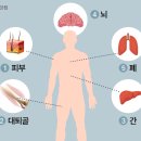 뇌 3위 심장 6위…가장 무거운 기관은? 이미지