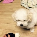 슈슈 이미지