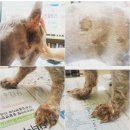 닥터아이펫 동물병원 이미지