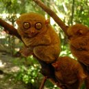 the uniqueness of the TARSIER... 이미지