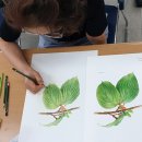 보타니컬아트(초급) 이미지