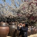 신원농장 | 광양매화축제(3/22방문) 홍쌍리매화농장 개화율 개화상황 국수파전매실아이스크림 주차