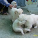 태순 Daum카페