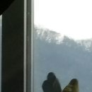 카페페스카 이미지