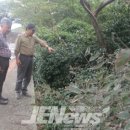 명월 팽나무군락 이미지