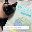 두부모래 추천, 먼지 적고 향까지 만족스러웠던 코코시루 고양이두부모래 후기
