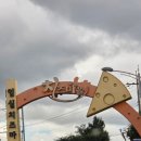 천만농장 | 천만송이 국화와 치즈의 만남! 2025임실치즈테마파크 축제