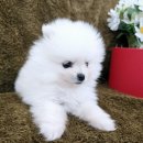 가온펫(안심분양센터) | 가온펫 안심분양 2개월된 귀여운 천상여자 강아지분양