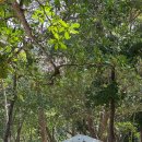 [허니문/카오락+푸켓] 3일차, 시밀란 군도(Similan Island) 투어 &amp; 스노클링 후기