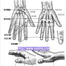 상양혈LI1 상양(商陽 2개 혈): 手陽明大腸脈氣所出爲井金穴. 陽金經之金穴. 이미지