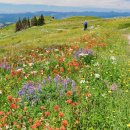 *7/30/2025, 수요일 정기산행 안내, Hurricane Ridge* 이미지