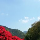 섬진강변 철쭉길 이미지