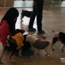 스타펫미팅 이미지