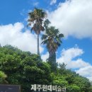 스튜디오이웅철 | [제주] 제주도 가볼만한 곳 | 저지리예술인마을 | 제주현대미술관 후기