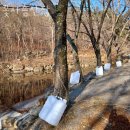 성불산장앞 | 광양매화축제 꽃사슴산장 맛집 먹거리 고민 종결자