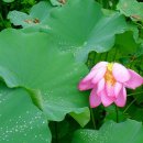 연꽃세상 이미지