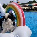 도그 스포지움 이미지