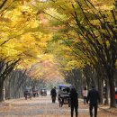 느티나무길 이미지