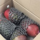 과일톡 | 카카오톡 센스있는 과일선물 수플린 애플망고 솔직 후기 에어포켓 후숙 팁