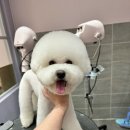 521펫살롱 이미지