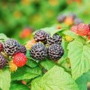 오복농장 이미지