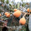 완도비파영농조합법인 이미지