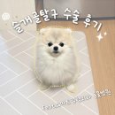 [강아지 슬개골 탈구 수술후기] 수술 2년 후에 올리는 내돈내산 후기 (+스마트동물병원 신사본원)
