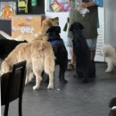 멍무드 | 오산 애견카페 멍인더 숲🐶 강아지 다섯마리 다견가정 솔직후기