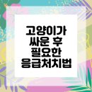 24시 로운동물의료센터 | 양천구동물병원 반려묘의 싸움 후 케어 방법