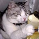 오타쿠