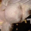 윌리스펫 이미지