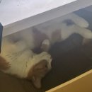 로움요가신내양원점 | 7월에 쓰는 봄~초여름 일기 [11]