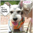 영심이 이미지