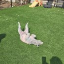 공항 가까운 전원주택 펫시터 이미지