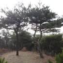 붉은노리
