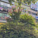 가로등제어 | 울산 대로변 상가 화단 전지벌목 작업 사례