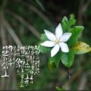 캘리그라피 이미지