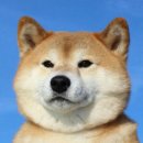 고삐 이미지