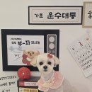 꽁꼼하개 | 인천 애견미용 잘하는 곳 계양 꽁꼼하개/말티푸 반려견 미용
