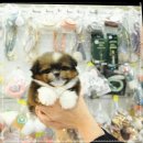 달링하이울산 이미지