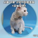 서울 구로고양이미용호텔 오늘묘해 고양이미용호텔 터키시앙고라 미용 후기, 장모냥이 털 정리 성공