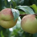 김성만농장 이미지