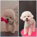 시루 반려견 미용 이미지