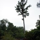 이우상농장 | 월남에서 앙코르와트 가다.(1)-똔레삽,프놈바켕,압살라댄스