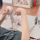 프란다스애견 이미지