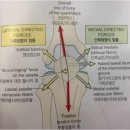 스쿼트하면 무릎이 아픈 이유는 뭘까? (1편) 이미지